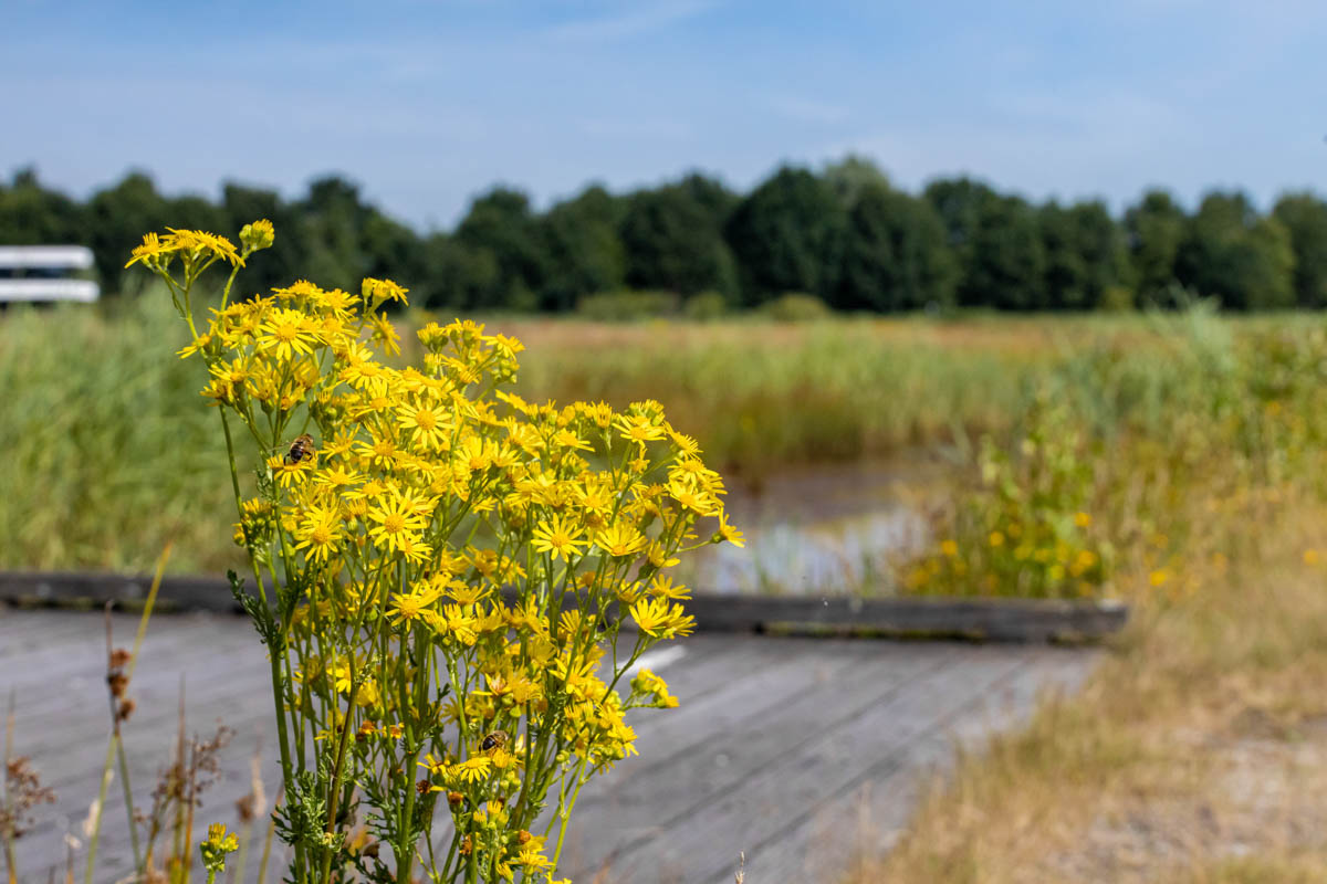 De Nieuwe Wildernis in Hapert